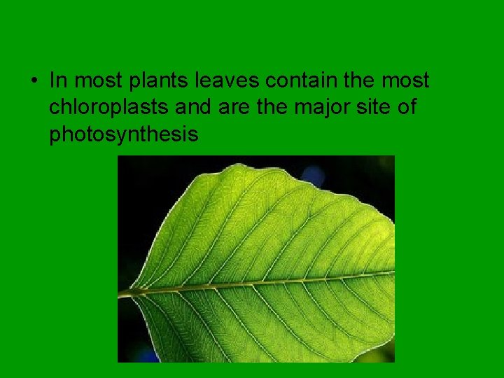  • In most plants leaves contain the most chloroplasts and are the major