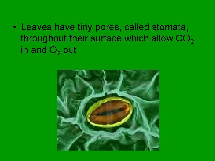  • Leaves have tiny pores, called stomata, throughout their surface which allow CO