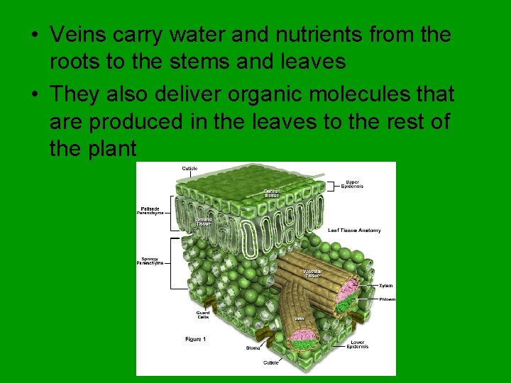  • Veins carry water and nutrients from the roots to the stems and