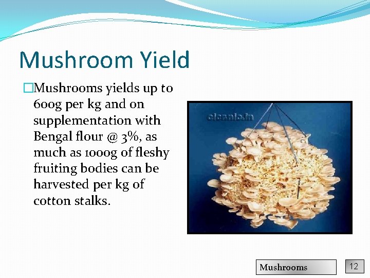 Mushroom Yield �Mushrooms yields up to 600 g per kg and on supplementation with