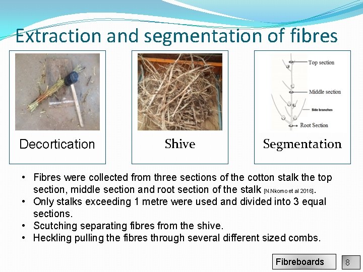 Extraction and segmentation of fibres Decortication Shive Segmentation • Fibres were collected from three