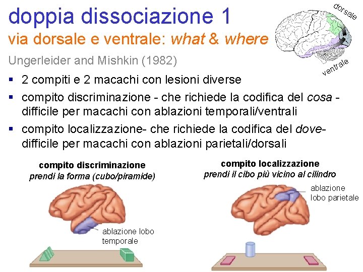 doppia dissociazione 1 do rsa le via dorsale e ventrale: what & where Ungerleider