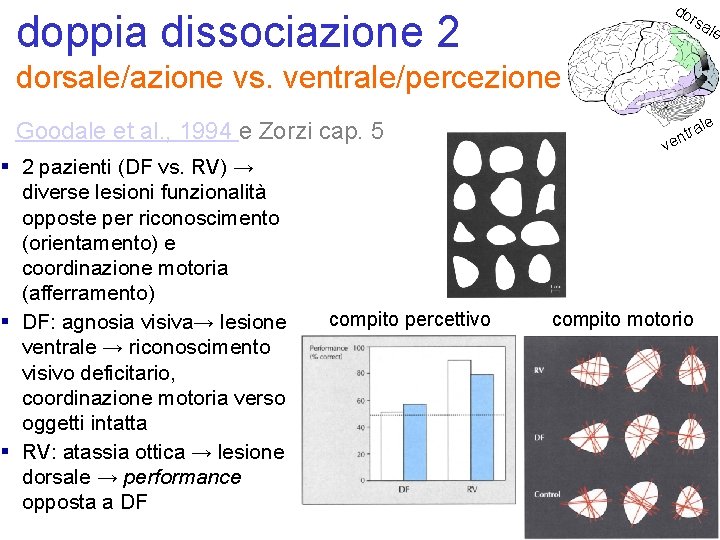 do doppia dissociazione 2 rsa le dorsale/azione vs. ventrale/percezione Goodale et al. , 1994