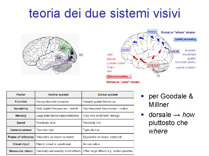 teoria dei due sistemi visivi § per Goodale & Millner § dorsale → how