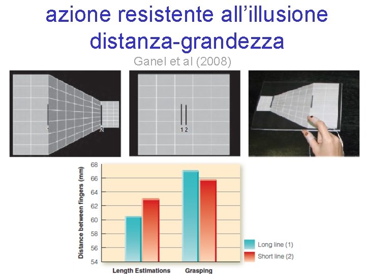 azione resistente all’illusione distanza-grandezza Ganel et al (2008) 