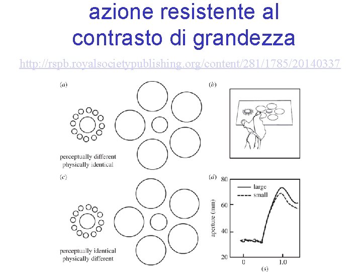 azione resistente al contrasto di grandezza http: //rspb. royalsocietypublishing. org/content/281/1785/20140337 