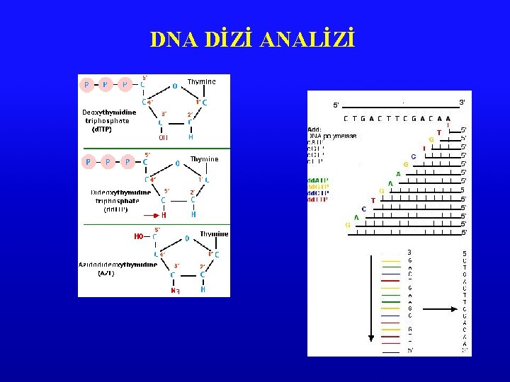 DNA DİZİ ANALİZİ 