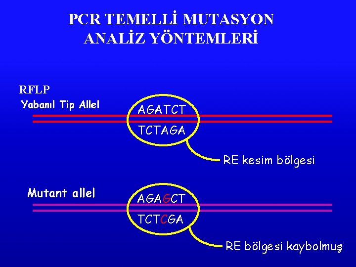 PCR TEMELLİ MUTASYON ANALİZ YÖNTEMLERİ RFLP Yabanıl Tip Allel AGATCT TCTAGA RE kesim bölgesi