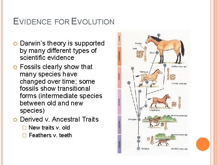 EVIDENCE FOR EVOLUTION Darwin’s theory is supported by many different types of scientific evidence