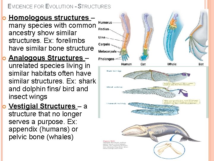 EVIDENCE FOR EVOLUTION - STRUCTURES Homologous structures – many species with common ancestry show