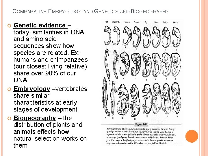 COMPARATIVE EMBRYOLOGY AND GENETICS AND BIOGEOGRAPHY Genetic evidence – today, similarities in DNA and