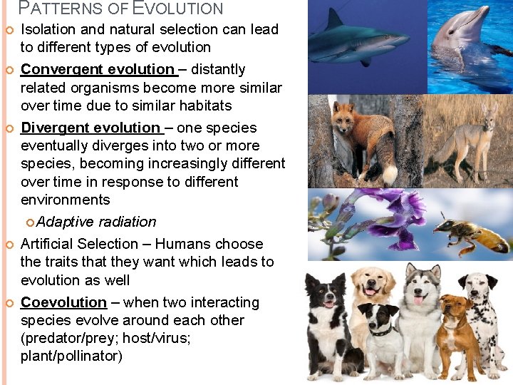 PATTERNS OF EVOLUTION Isolation and natural selection can lead to different types of evolution