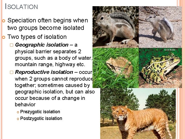 ISOLATION Speciation often begins when two groups become isolated Two types of isolation �