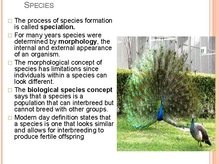 SPECIES The process of species formation is called speciation. � For many years species