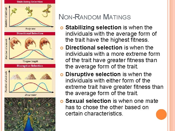 NON-RANDOM MATINGS Stabilizing selection is when the individuals with the average form of the