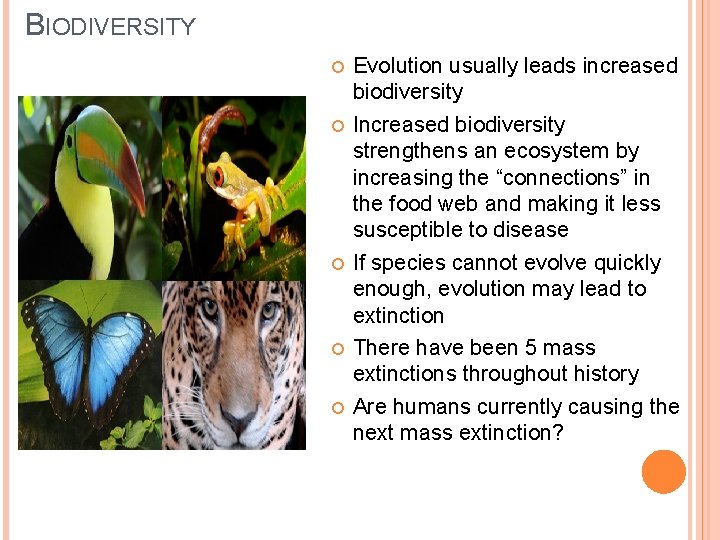 BIODIVERSITY Evolution usually leads increased biodiversity Increased biodiversity strengthens an ecosystem by increasing the