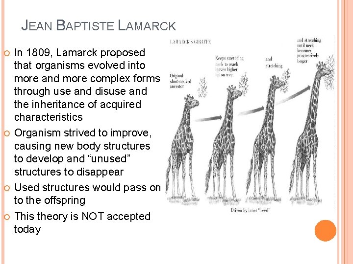 JEAN BAPTISTE LAMARCK In 1809, Lamarck proposed that organisms evolved into more and more