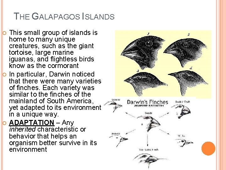THE GALAPAGOS ISLANDS This small group of islands is home to many unique creatures,