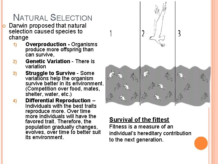 NATURAL SELECTION Darwin proposed that natural selection caused species to change 1) 2) 3)