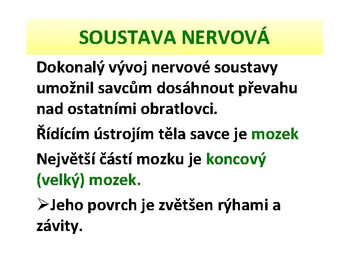 SOUSTAVA NERVOVÁ Dokonalý vývoj nervové soustavy umožnil savcům dosáhnout převahu nad ostatními obratlovci. Řídícím