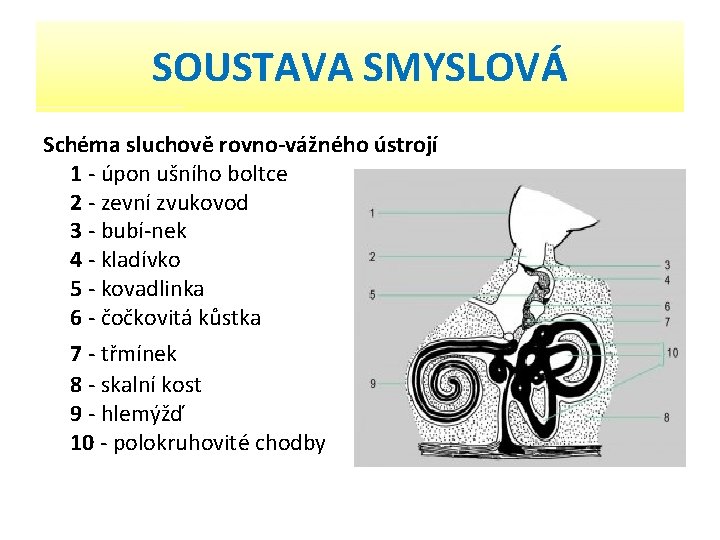 SOUSTAVA SMYSLOVÁ Schéma sluchově rovno vážného ústrojí 1 úpon ušního boltce 2 zevní zvukovod