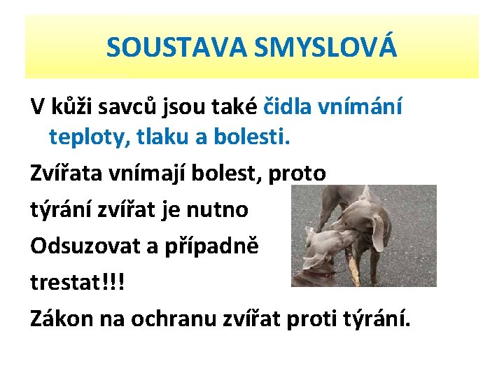 SOUSTAVA SMYSLOVÁ V kůži savců jsou také čidla vnímání teploty, tlaku a bolesti. Zvířata