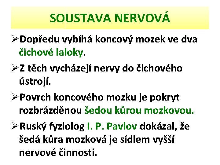 SOUSTAVA NERVOVÁ ØDopředu vybíhá koncový mozek ve dva čichové laloky. ØZ těch vycházejí nervy