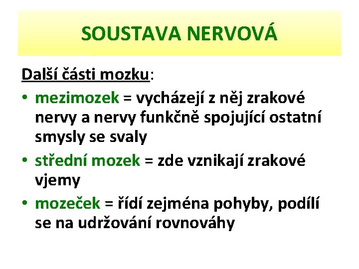 SOUSTAVA NERVOVÁ Další části mozku: • mezimozek = vycházejí z něj zrakové nervy a