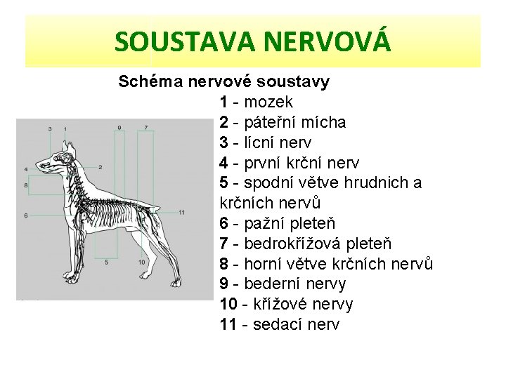 SOUSTAVA NERVOVÁ Schéma nervové soustavy 1 - mozek 2 - páteřní mícha 3 -