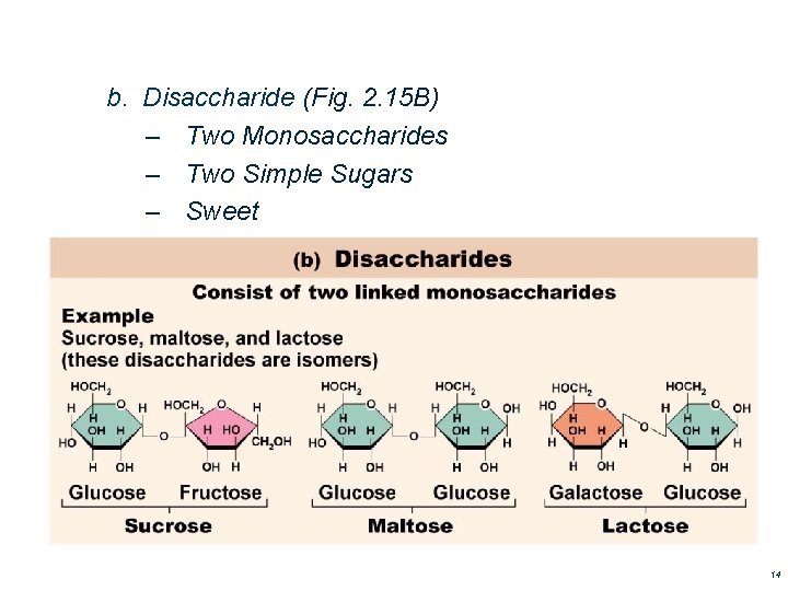 b. Disaccharide (Fig. 2. 15 B) – Two Monosaccharides – Two Simple Sugars – b. Disaccharide (Fig. 2. 15 B) – Two Monosaccharides – Two Simple Sugars –