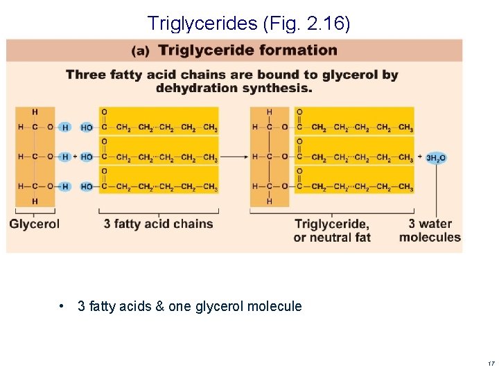 Triglycerides (Fig. 2. 16) • 3 fatty acids & one glycerol molecule 17 Triglycerides (Fig. 2. 16) • 3 fatty acids & one glycerol molecule 17