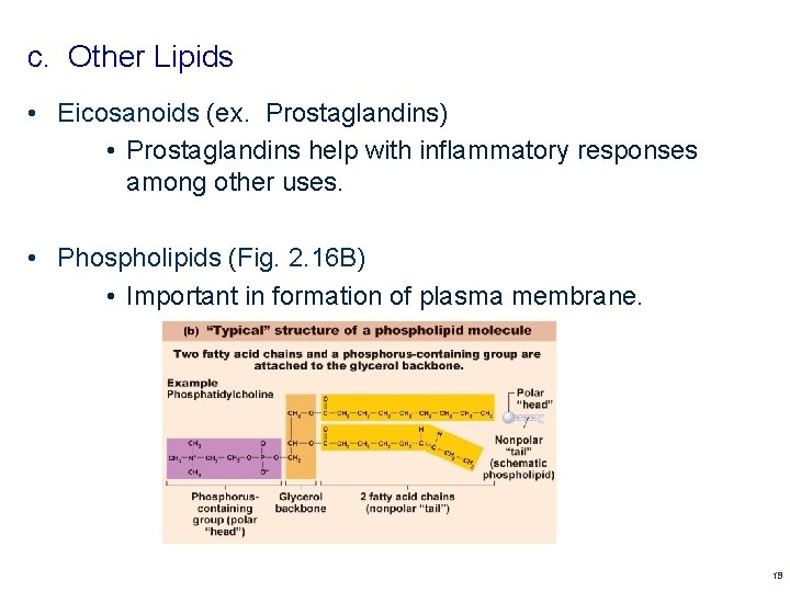 c. Other Lipids • Eicosanoids (ex. Prostaglandins) • Prostaglandins help with inflammatory responses among c. Other Lipids • Eicosanoids (ex. Prostaglandins) • Prostaglandins help with inflammatory responses among