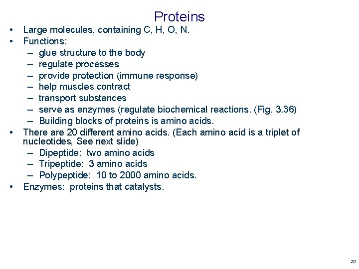 • • Proteins Large molecules, containing C, H, O, N. Functions: – glue • • Proteins Large molecules, containing C, H, O, N. Functions: – glue