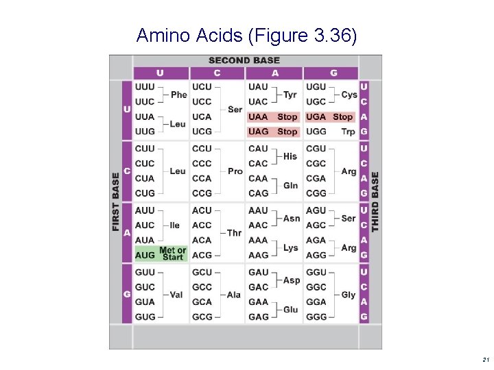 Amino Acids (Figure 3. 36) 21 Amino Acids (Figure 3. 36) 21
