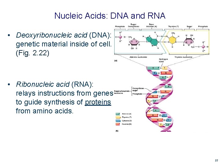 Nucleic Acids: DNA and RNA • Deoxyribonucleic acid (DNA): genetic material inside of cell. Nucleic Acids: DNA and RNA • Deoxyribonucleic acid (DNA): genetic material inside of cell.