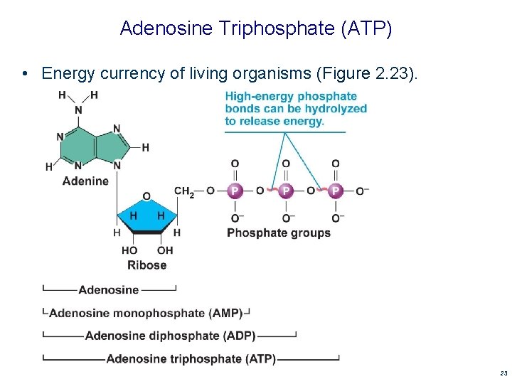 Adenosine Triphosphate (ATP) • Energy currency of living organisms (Figure 2. 23). 23 Adenosine Triphosphate (ATP) • Energy currency of living organisms (Figure 2. 23). 23