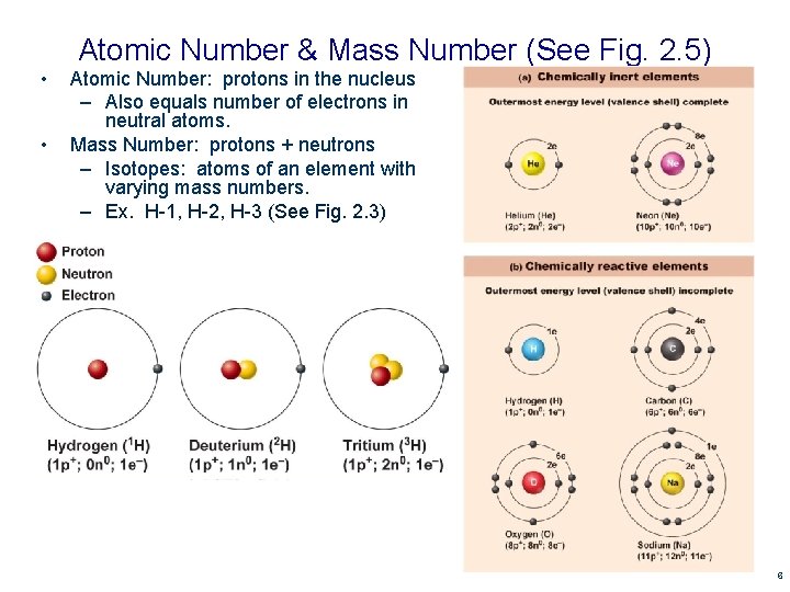 • • Atomic Number & Mass Number (See Fig. 2. 5) Atomic Number: • • Atomic Number & Mass Number (See Fig. 2. 5) Atomic Number: