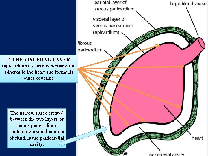 2 -THE VISCERAL LAYER (epicardium) of serous pericardium adheres to the heart and forms