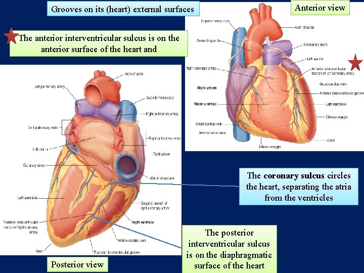 Anterior view Grooves on its (heart) external surfaces The anterior interventricular sulcus is on