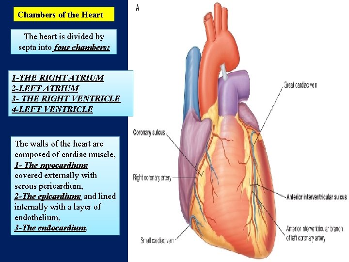 Chambers of the Heart The heart is divided by septa into four chambers: 1