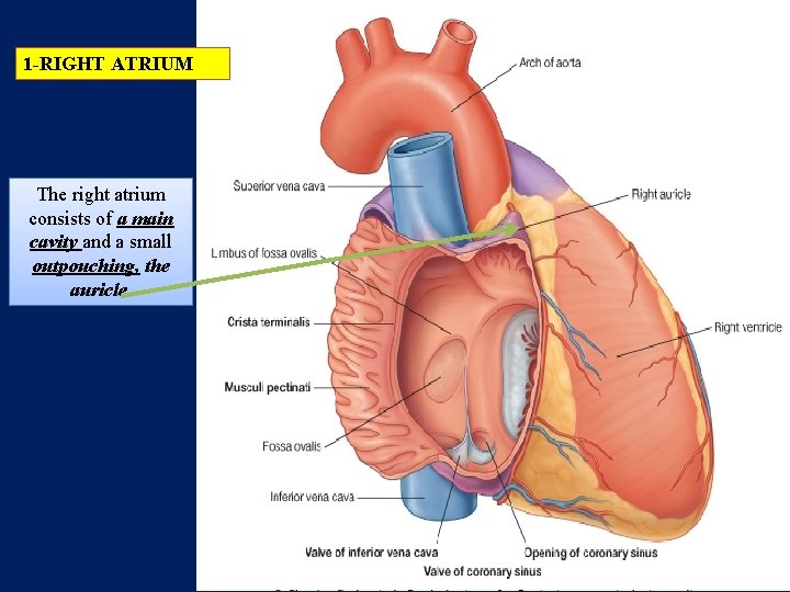 1 -RIGHT ATRIUM The right atrium consists of a main cavity and a small