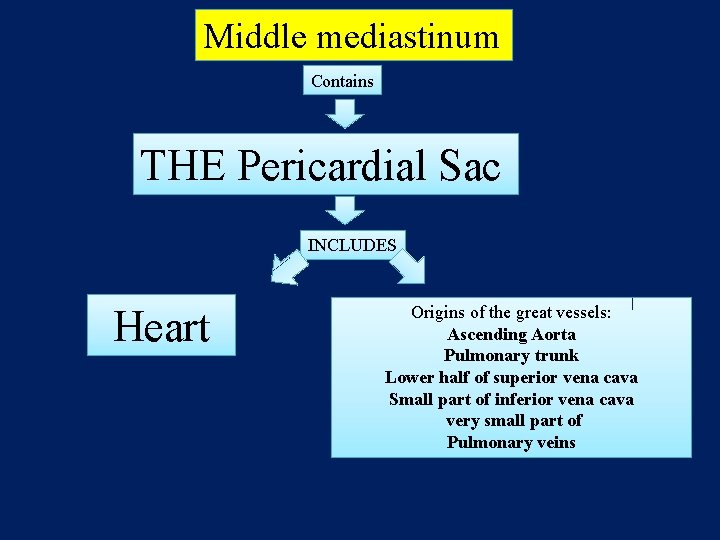 Middle mediastinum Contains THE Pericardial Sac INCLUDES Heart Origins of the great vessels: Ascending