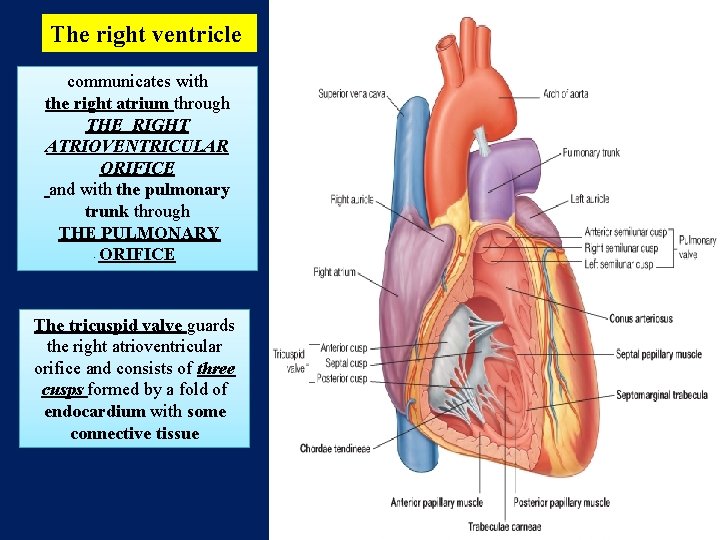 The right ventricle communicates with the right atrium through THE RIGHT ATRIOVENTRICULAR ORIFICE and