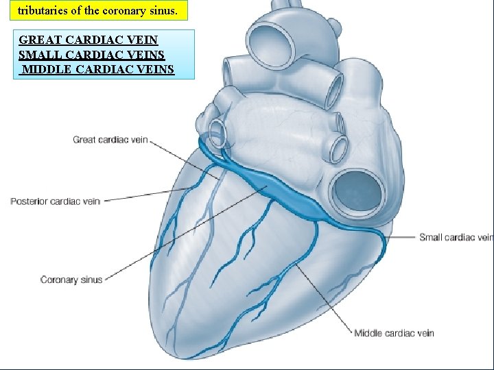 tributaries of the coronary sinus. GREAT CARDIAC VEIN SMALL CARDIAC VEINS MIDDLE CARDIAC VEINS