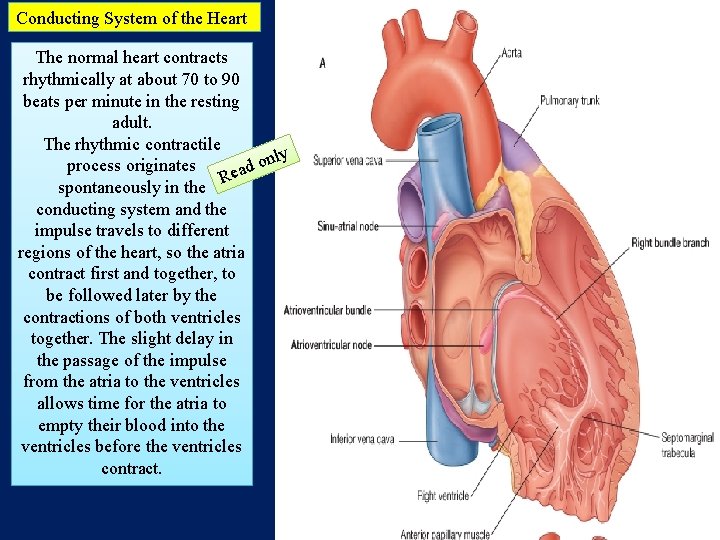 Conducting System of the Heart The normal heart contracts rhythmically at about 70 to