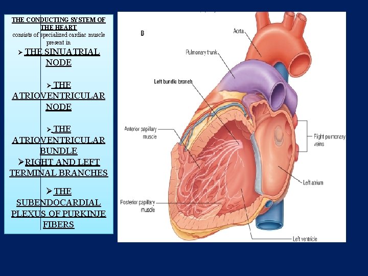 THE CONDUCTING SYSTEM OF THE HEART consists of specialized cardiac muscle present in Ø