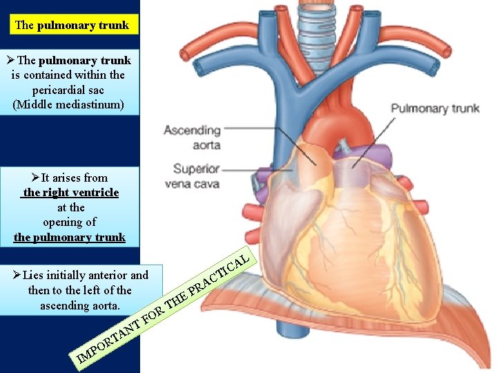 The pulmonary trunk ØThe pulmonary trunk is contained within the pericardial sac (Middle mediastinum)