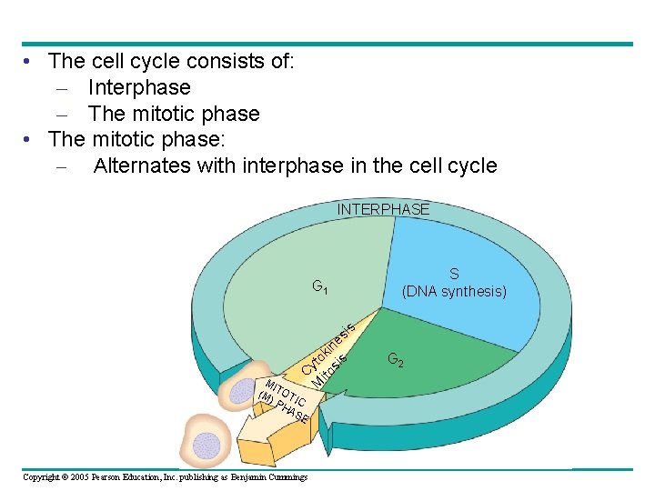  • The cell cycle consists of: – Interphase – The mitotic phase •