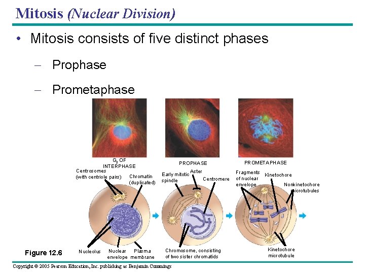 Mitosis (Nuclear Division) • Mitosis consists of five distinct phases – Prophase – Prometaphase