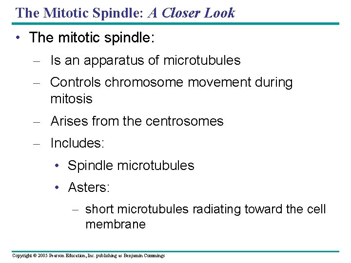 The Mitotic Spindle: A Closer Look • The mitotic spindle: – Is an apparatus